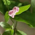 Scutellaria minor Flower