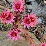 Sempervivum arachnoideumKukka