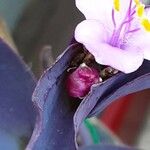 Tradescantia pallida Květ