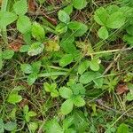 Fragaria virginiana Habit