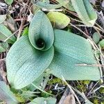 Spiranthes spiralis Leaf