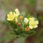 Neatostema apulum Flower