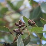 Eucalyptus robusta Hedelmä