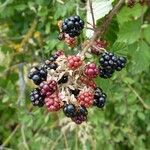 Rubus fruticosus Fruit