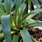 Billbergia rosea Hábito