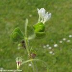 Trifolium subterraneum Hoja