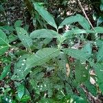 Faramea occidentalis Leaf