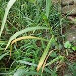 Setaria viridis Hoja