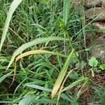 Setaria viridis Leaf