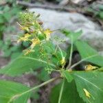 Collinsonia canadensis Flor