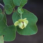 Monanthotaxis obovata Flower