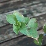 Callisia repens Leaf