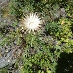 Centaurea acaulis Květ