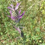 Eryngium leavenworthii 花