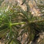 Ceratophyllum demersum Листок