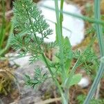 Orlaya grandiflora 葉
