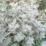 Artemisia arborescens Blatt