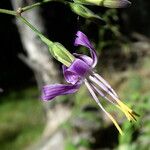 Prenanthes purpurea Floro