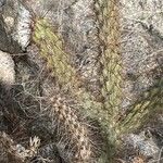 Cylindropuntia acanthocarpa Levél