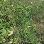 Abutilon grandiflorum Habit