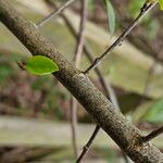 Cotoneaster simonsii Bark
