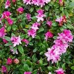 Rhododendron catawbiense عادت