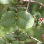 Psorospermum febrifugum Blatt