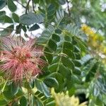 Samanea saman Flower