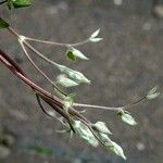 Brickellia coulteri