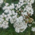 Ageratina altissimaFlower