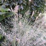 Lavandula latifolia عادت داشتن