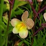 Linaria maroccana പുഷ്പം