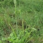 Albuca virens Hábito