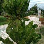 Ficus pseudopalma ഇല