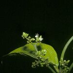 Cordia sagotii Fruit