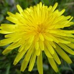 Taraxacum parnassicum Цветок