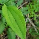 Smilax tamnoides Blatt