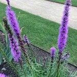 Liatris spicata Облик