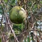 Strychnos spinosa Frucht