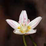 Claytonia lanceolata Flower
