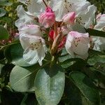 Rhododendron souliei 花