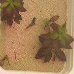 Ludwigia repens Other