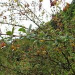 Berberis thomsoniana Habitat