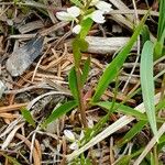 Polygala amarella Hábito