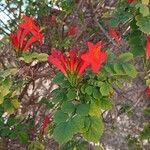Tecomaria capensis Blüte