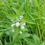 Lamium albumCvet