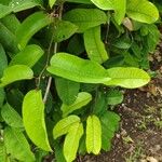 Passiflora laurifolia Folio