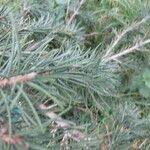 Picea breweriana Leaf