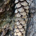 Pinus lambertiana Fruto