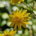 Senecio pterophorus Flower